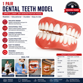 1 Pair Dental Teeth Model – Upper & Lower Jaw Demonstration Denture Set, Realistic Oral Anatomy Teaching Model for Dental Education, Students & Classroom Display